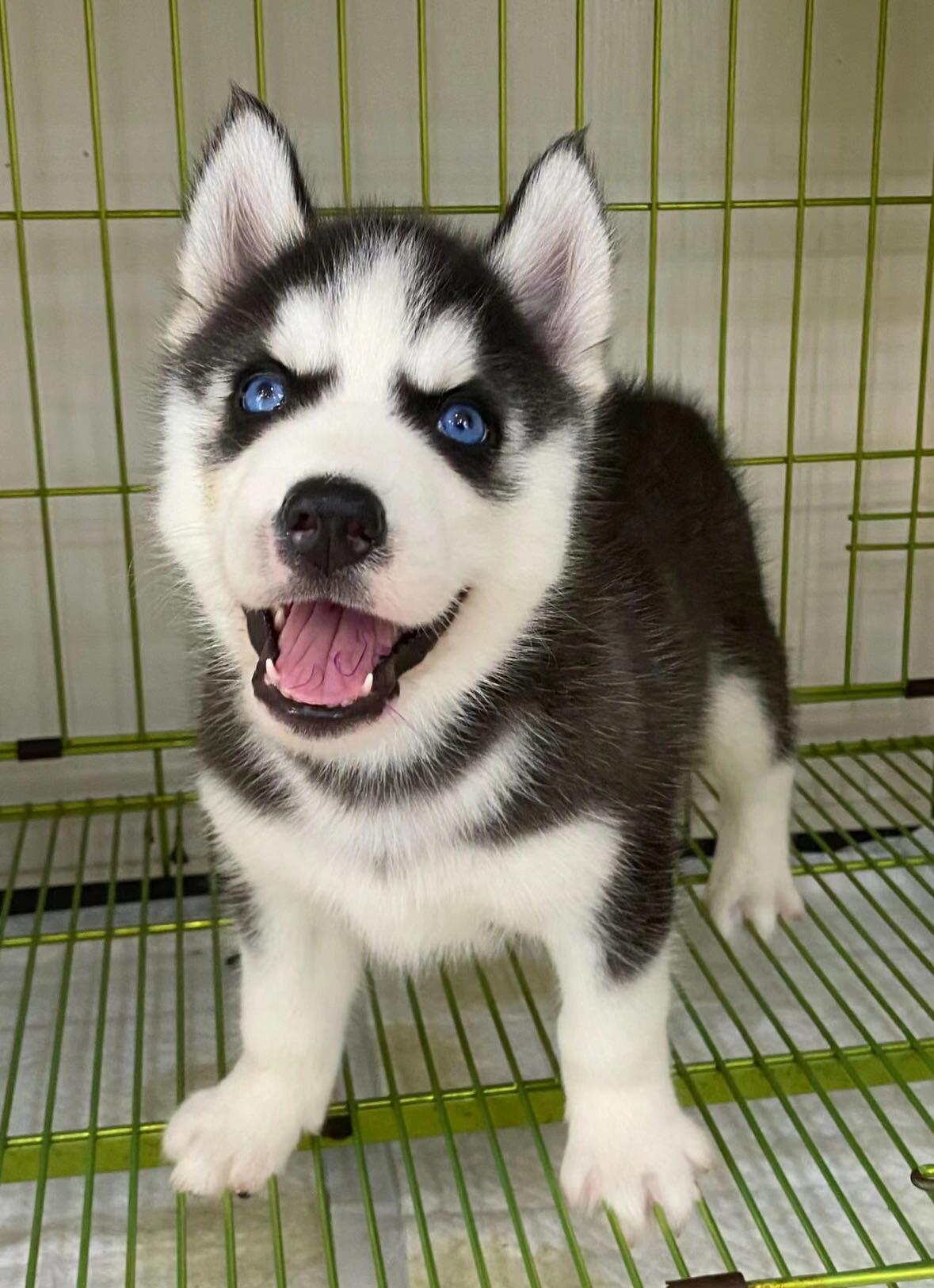 哈士奇幼犬公母都有疫苗齐全